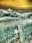 Italy, Pedemonte, Langhe, Perno. Infrared of vineyards. Art Print